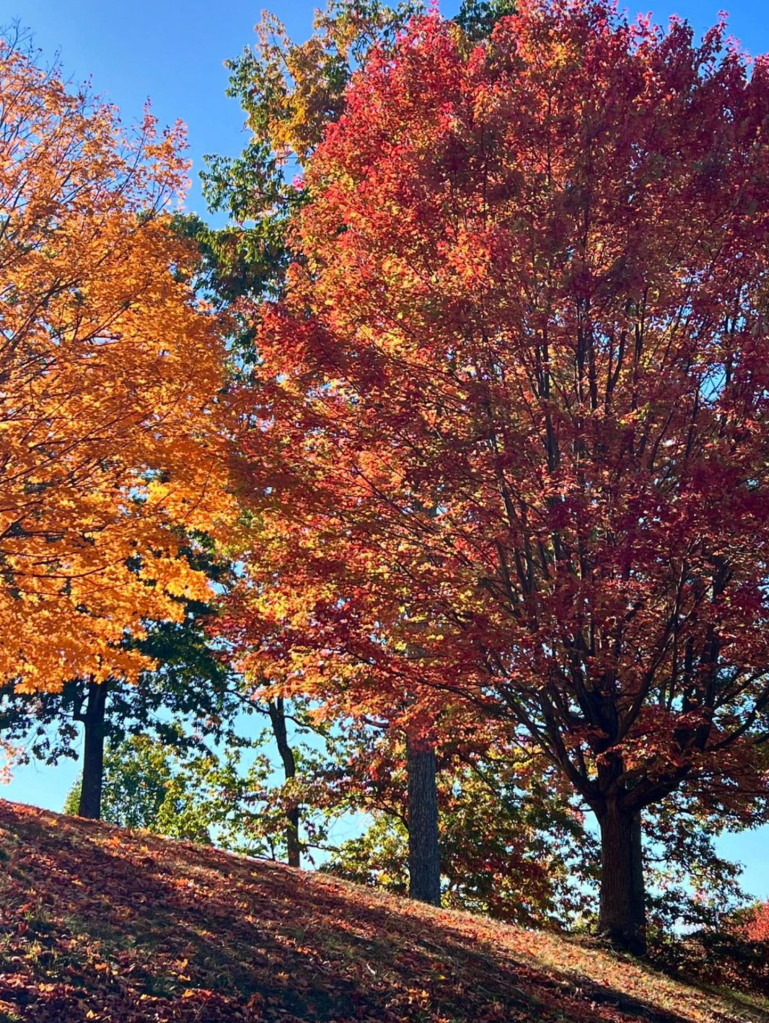 Garner’s images featured autumn in Charleston.